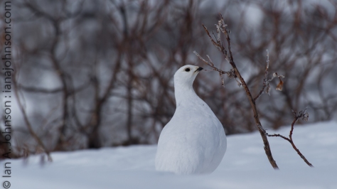 White-tailed Ptarmigan in its winter plumage. It was picking buds off this short willow.
