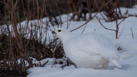 This white-tailed ptarmigan is grabbing a mouthful of snow- presumably for hydration. 