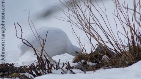White-tailed Ptarmigan feeding on some moss or lichen along the top ridges of the Castner Glacier.