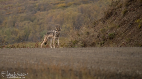 This juvenile wolf was traveling with the collared wolf. Who knows how many were still in the brush. This wolf seems a bit thin, hopefully he bulks up before winter for his sake!