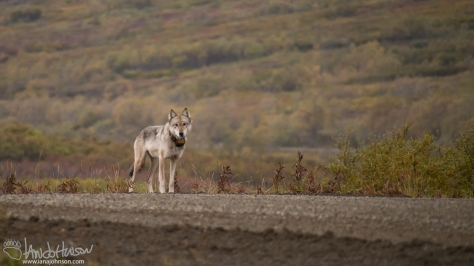 A collared Denali Wolf at the top of Sable Pass. What a treat!!