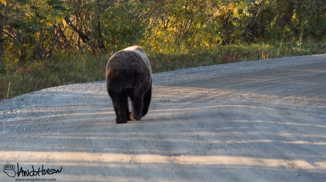 I guess this is Bear Ass picture. This big brown bear appeared in camp on Sunday morning. After very briefly checking the food lockers he forded Igloo Creek and headed to the bridge and down the road. 