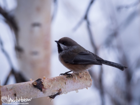 11:37 AM : A boreal chickadee plans its next move at my feeders outside of the house