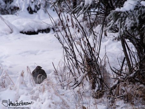 11:43 AM : A sharp tailed grouse sits under the spruces.