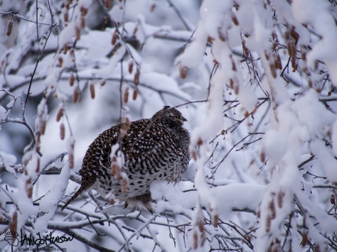 12:06 PM : Sharp-tailed grouse moved to the birches to pick at the catkins