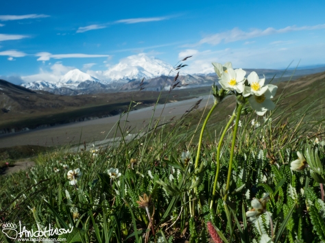 Alpine Tundra and Denali 